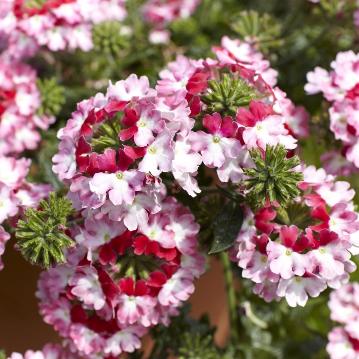 Вербена обсешн твистер ред