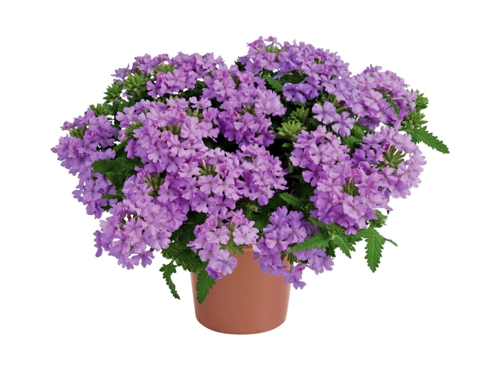 Вербена лавандер