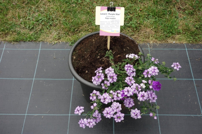 Вербена ланаи lavender star