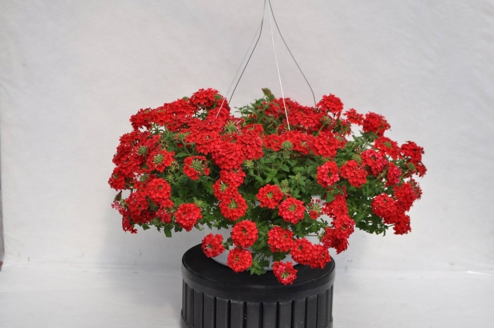 Вербена ампельная обсешн каскад скарлет