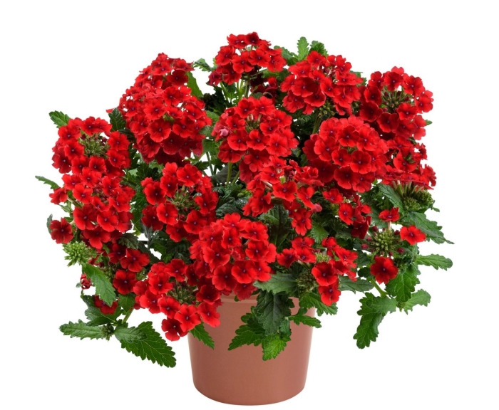 Вербена vanessa compact red