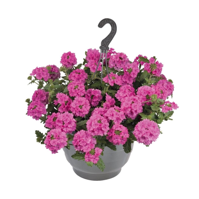 Вербена empress sun pink