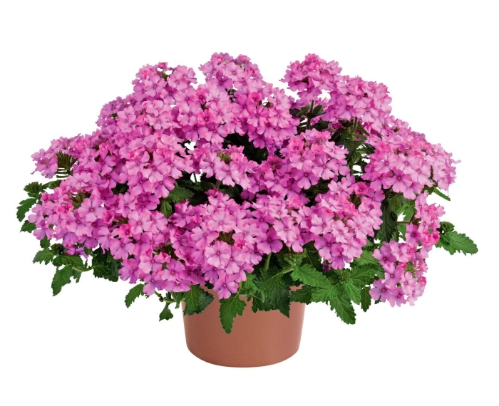 Вербена пинк биколор