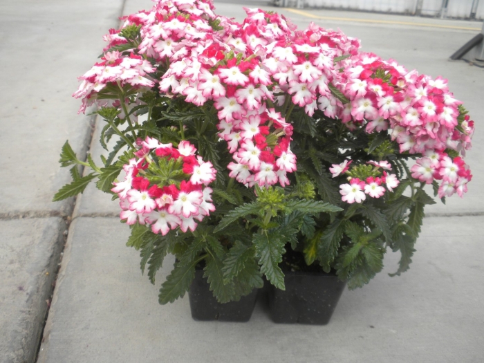 Вербена твистер ред