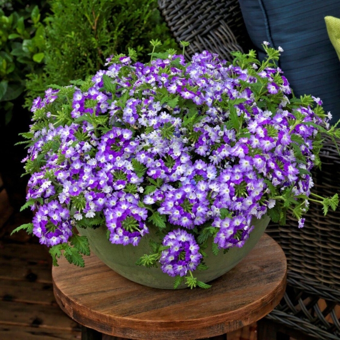 Вербена ампельная обсешн каскад