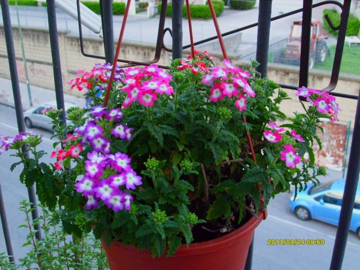 Вербена балконная