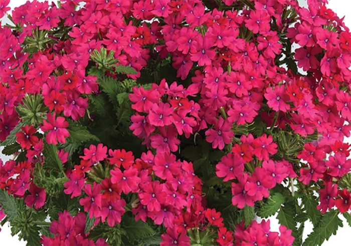 Вербена ванесса