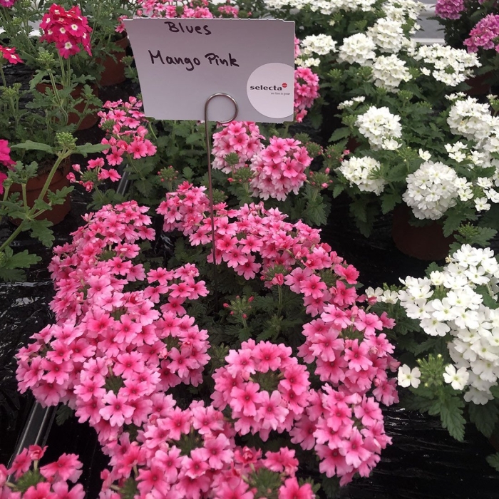 Вербена блюз манго пинк