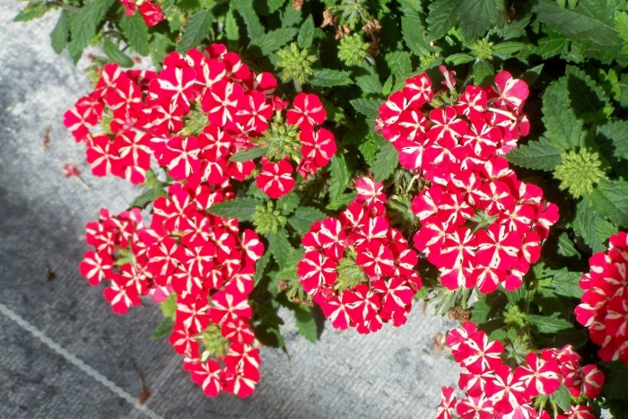 Вербена lanai red star