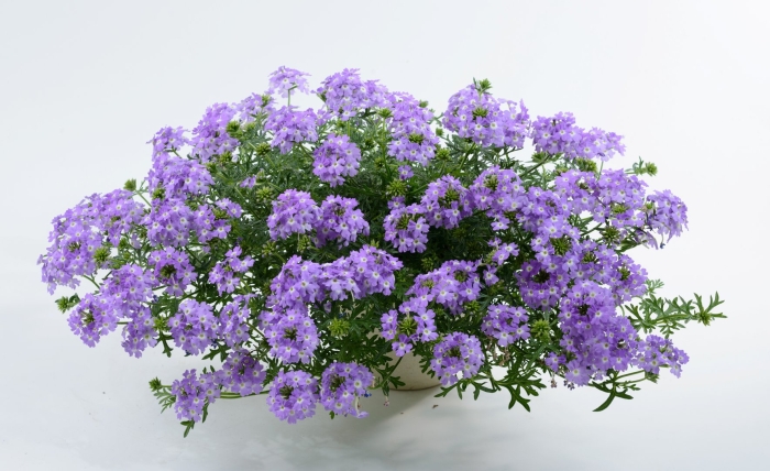 Вербена лилак