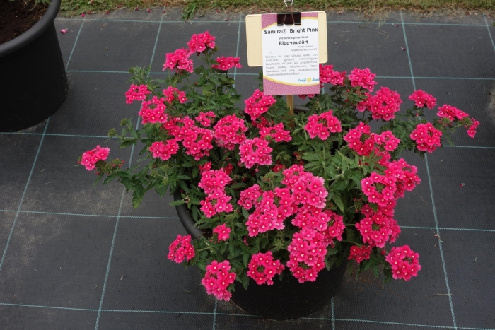 Вербена цветок