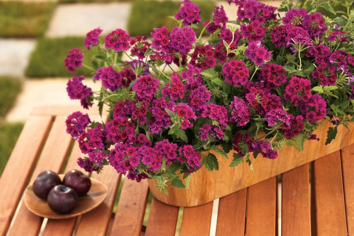 Вербена вегетативная