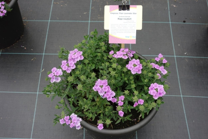 Вербена ланаи lavender star