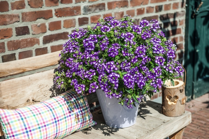 Ампельная вербена