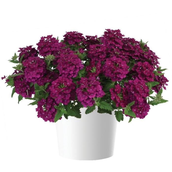 Вербена ампельная обсешн каскад скарлет