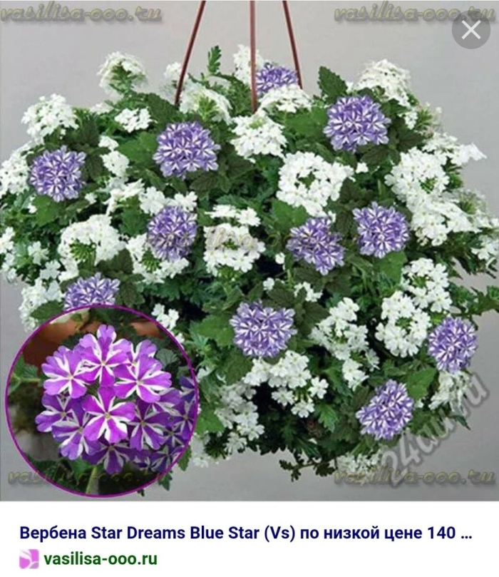 Вербена цветок ампельная