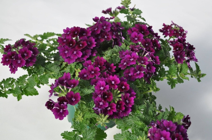 Вербена вегетативная ампельная