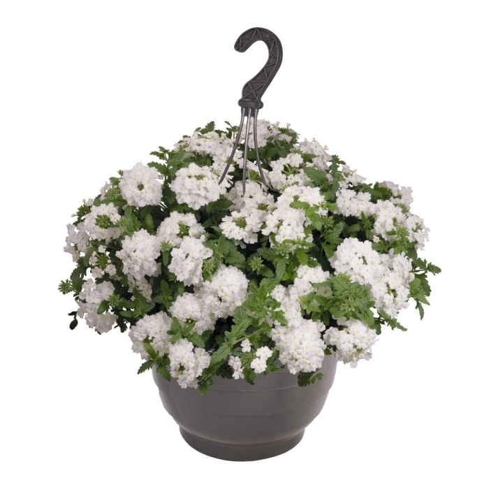 Вербена empress sun white