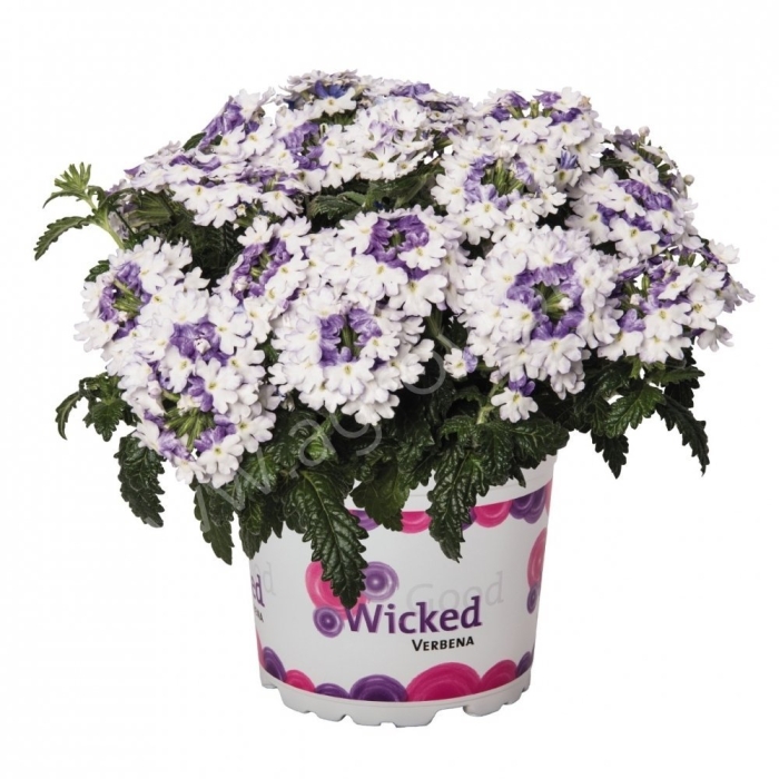 Вербена вегетативная ампельная