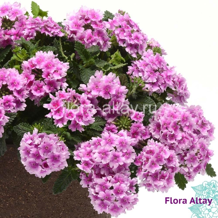 Вербена endurascape pink
