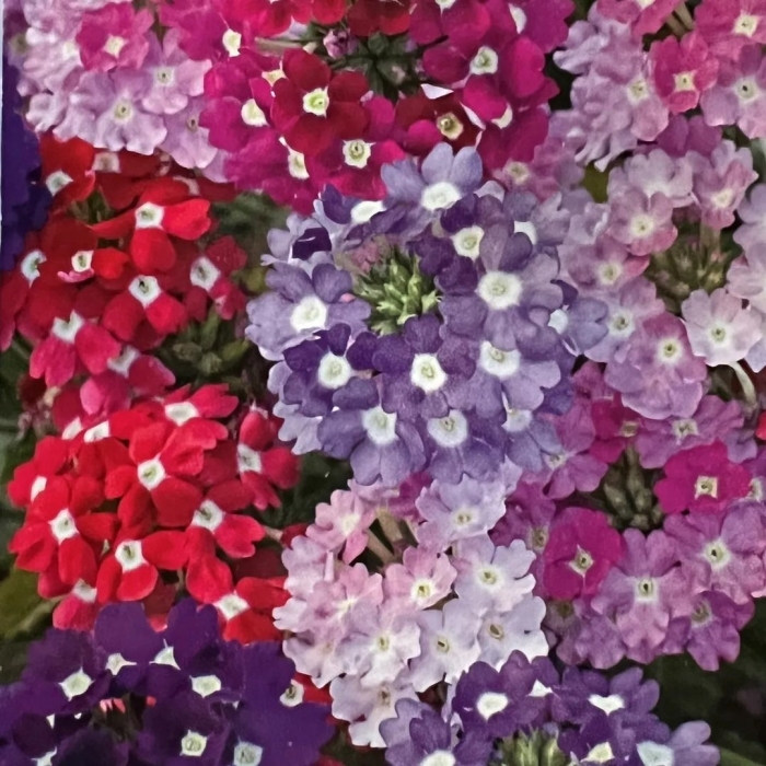 Семена вербена ампельная