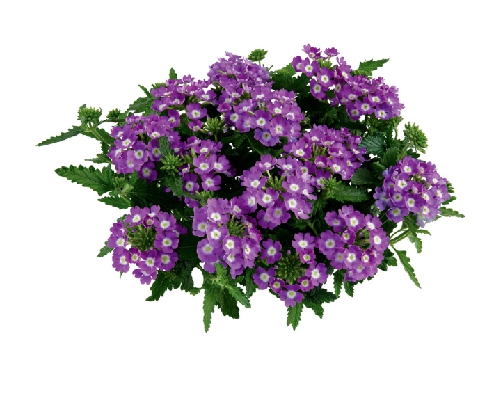 Вербена empress flair purple eye