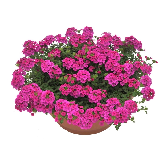 Вербена хот пинк