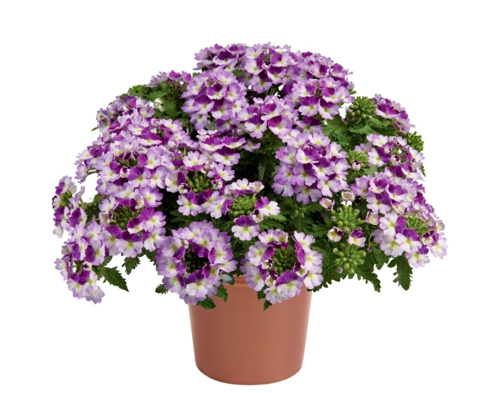 Вербена vanessa compact bicolor purple