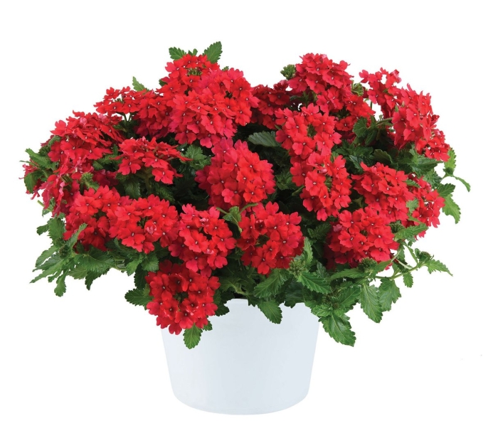 Вербена empress flair red