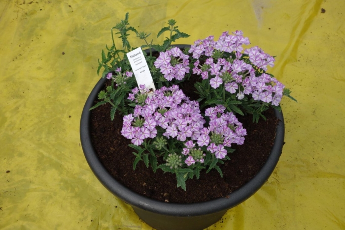 Вербена тускани