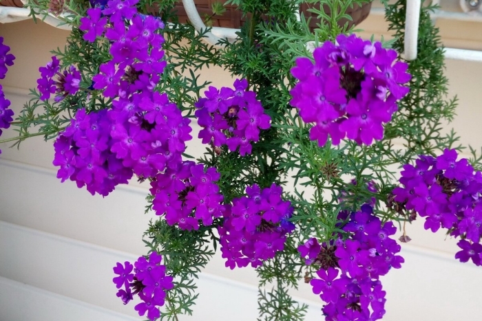 Вербена tapien violet