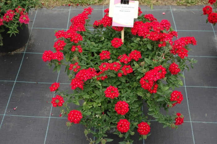 Вербена обсешн ред