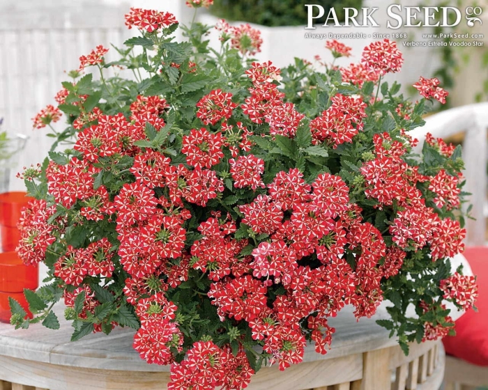 Вербена ампельная red star