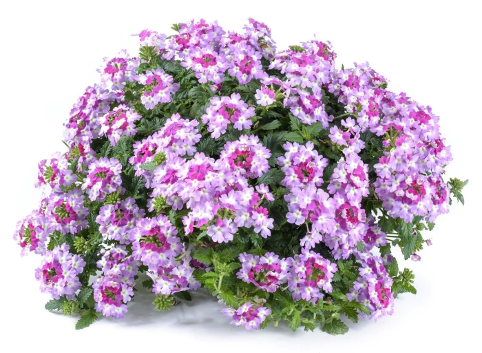 Вербена bicolor purple