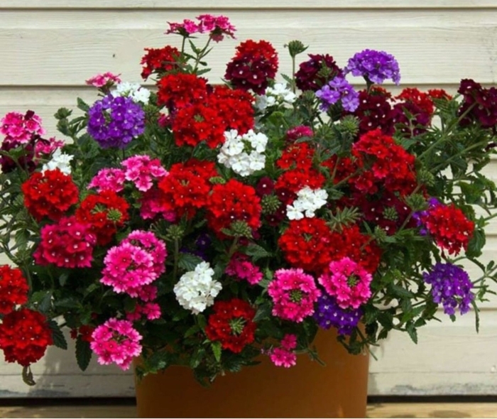 Вербена ампельная