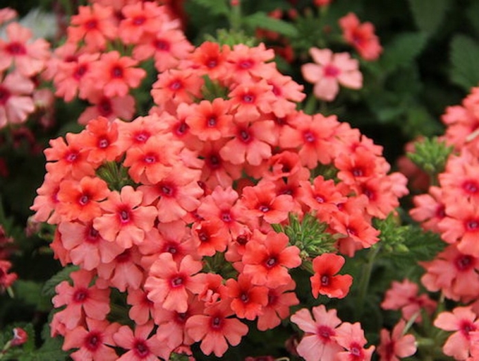 Вербена lascar mango orange