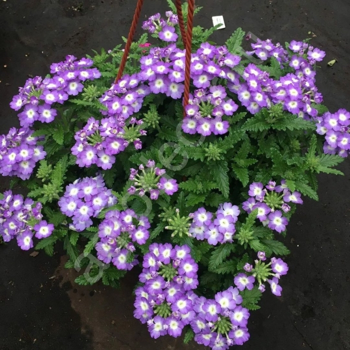 Вербена empress flair