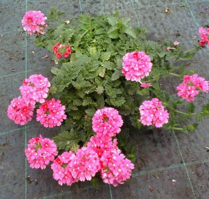 Вербена ампельная обсешн каскад