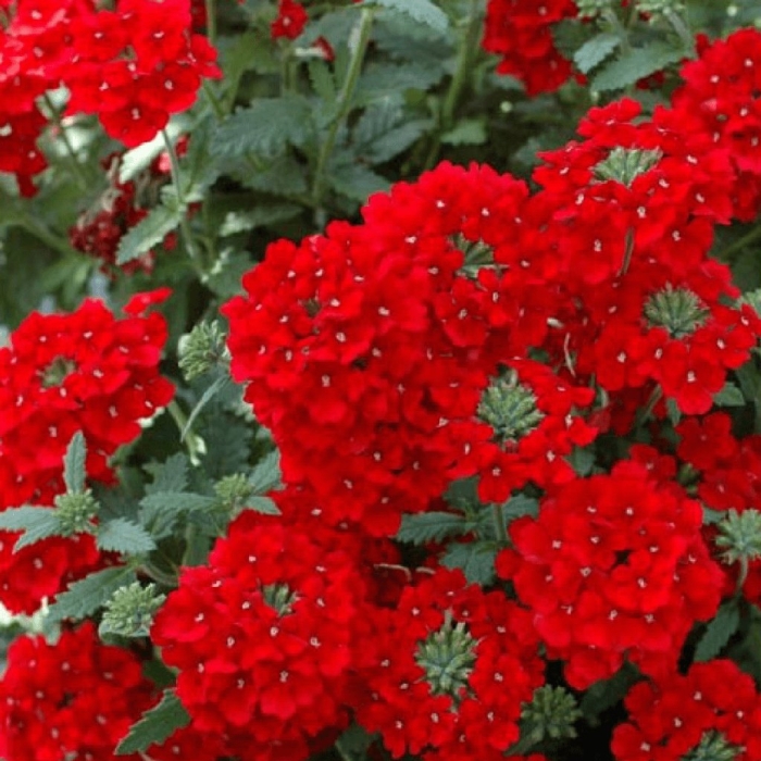 Вербена вегетативная красная