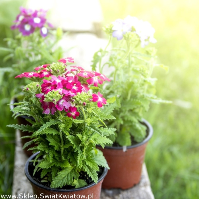 Вербена цветок комнатный