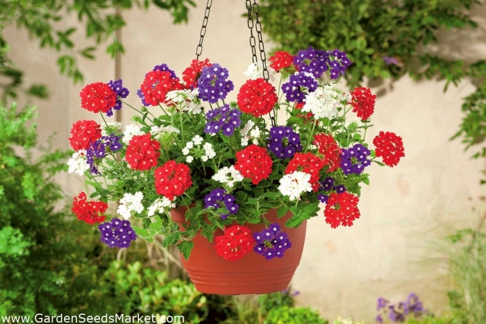 Вербена гибридная