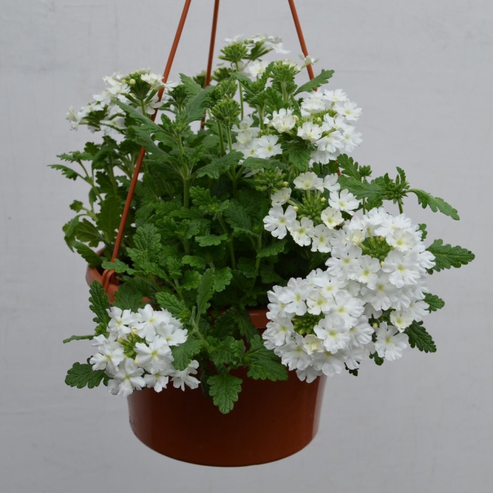 Ампельная вербена