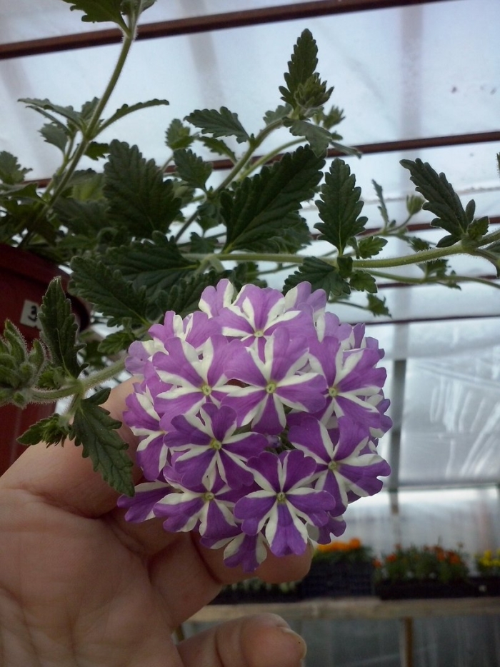 Вербена lanai purple star