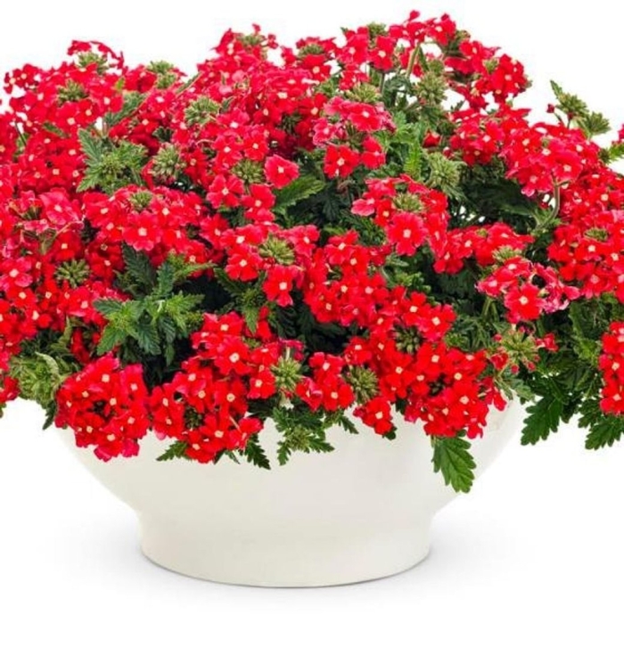 Вербена ампельная красная