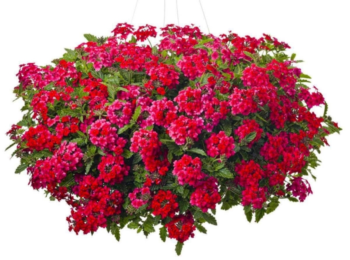 Вербена empress flair red