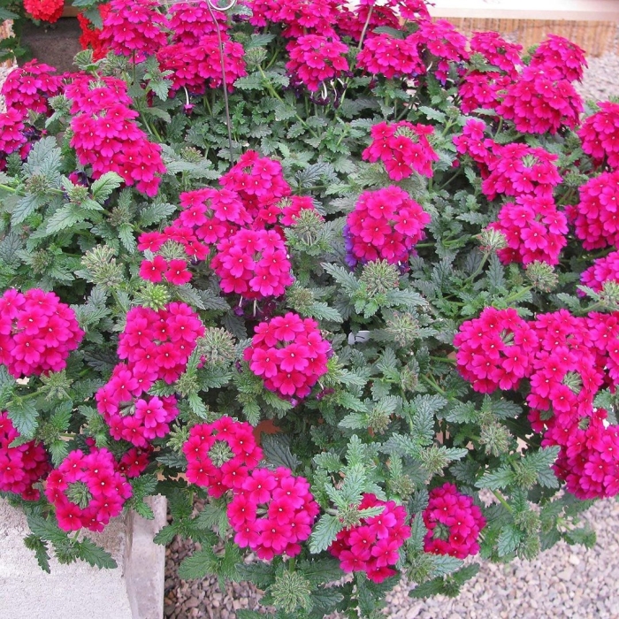 Вербена lascar burgundy