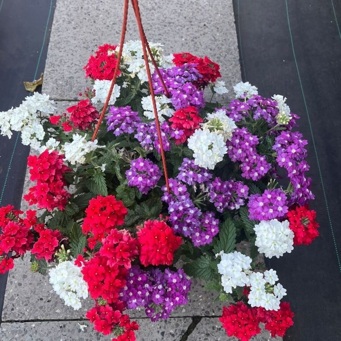 Вербена кварц микс