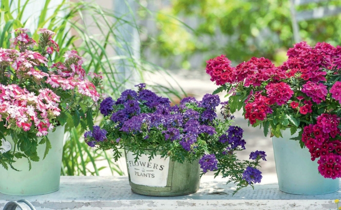 Вербена в горшке