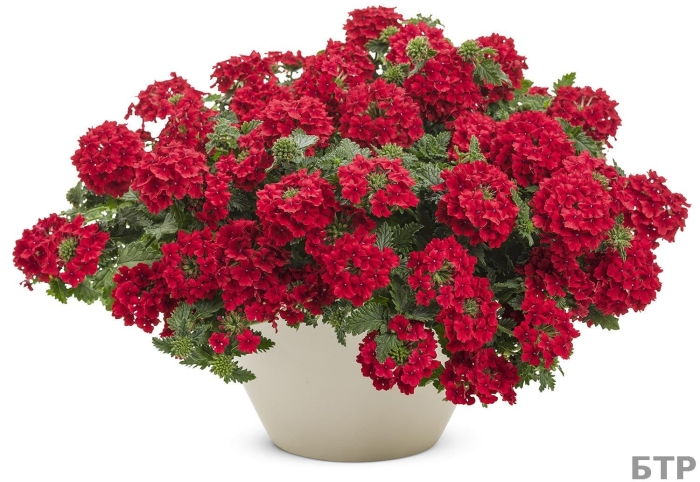Вербена lindolena red
