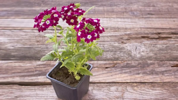 Вербена vanessa bicolor purple